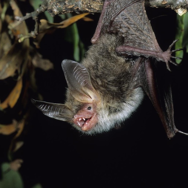 Bechsteinfledermaus nutzt Streuobstwiesen