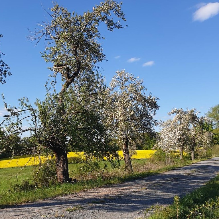 Obstbäume, als Allee