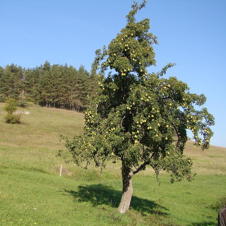 Birnenbaum