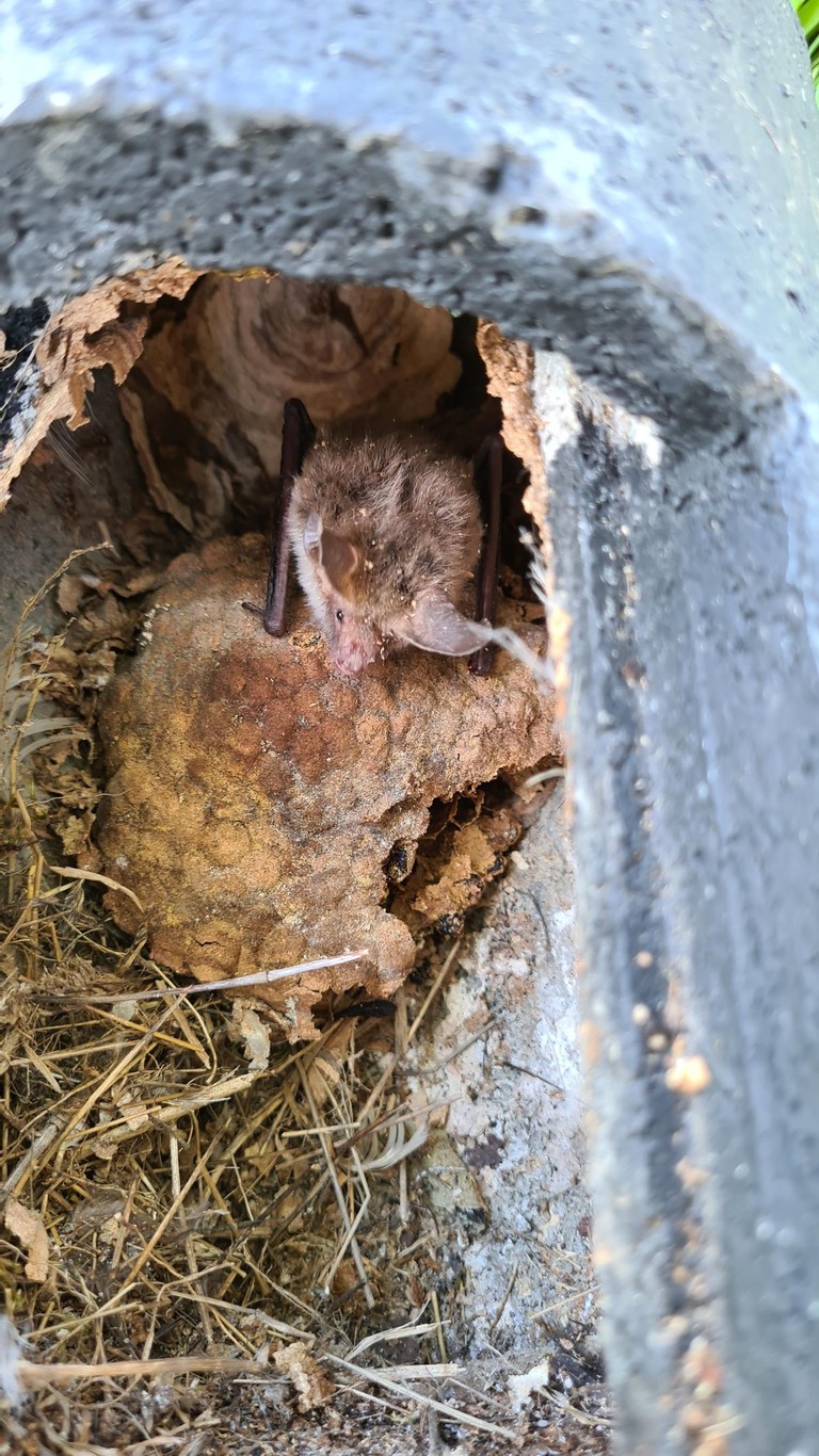 WG mal anders - Vögel, Hornissen und Bechsteinfledermäuse nutzen diesen Kasten