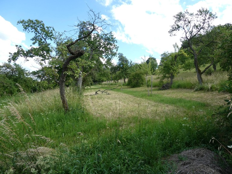 Streifenmahd auf der Streuobstwiese bei Hümpfershausen