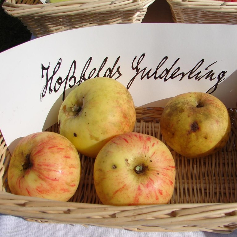 Apfelsorte Hoßfeld Gülderling aus Unterkatz/ Rhön